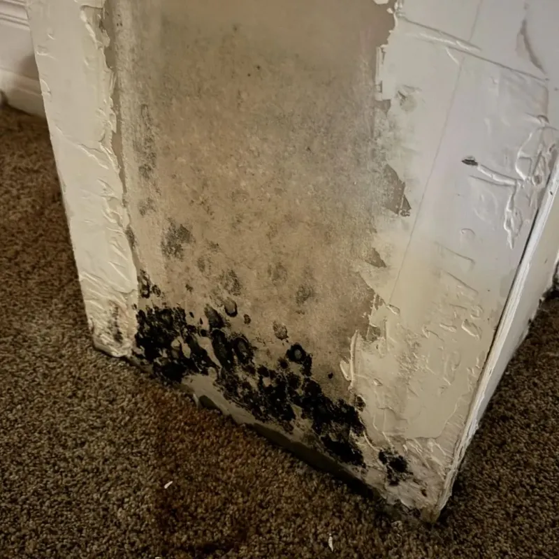 Professional Mold Removal in Saint Albans, WV